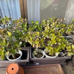 金のなる木　複数取引OKの画像