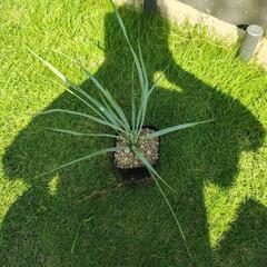 ユッカ　リギダの画像