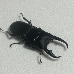 ライヒヒラタクワガタ ♂ ①の画像