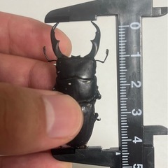 ライヒヒラタクワガタ ♂ ①の画像