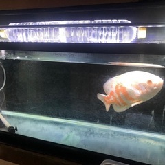 アルビノタイガーオスカー（熱帯魚）の画像