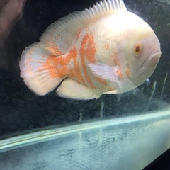 アルビノタイガーオスカー（熱帯魚）の画像