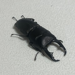 ライヒヒラタクワガタ ♂ ②の画像