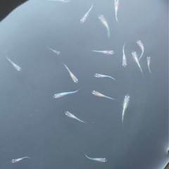 改良メダカ  稚魚  15匹  ✨3色ラメ体外光 LU-04✨の画像