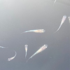 改良メダカ  稚魚  15匹  ✨3色ラメ体外光 LU-04✨の画像