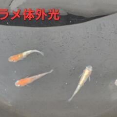 【改良メダカ】🐠三色ラメ体外光🐠成魚🐠4匹🐠現物個体🐠の画像