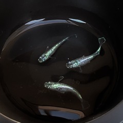 高級メダカ【ゴブリン】稚魚(針子)の画像