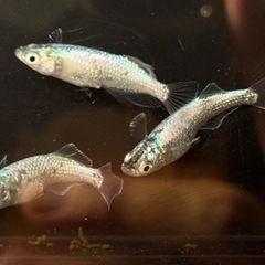高級メダカ【ゴブリン】稚魚(針子)の画像