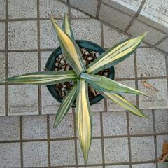 アガベ　アメリカーナ縞斑入り　観葉植物　多肉植物の画像