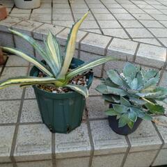アガベ　アメリカーナ縞斑入り　観葉植物　多肉植物の画像