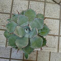 アガベ　アメリカーナ縞斑入り　観葉植物　多肉植物の画像