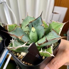 🟣写真更新🟣アガベ【黒犀牛】中株🍀短葉展開中の画像