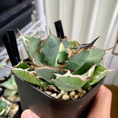 🟣写真更新🟣アガベ【黒犀牛】中株🍀短葉展開中の画像