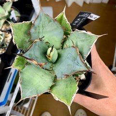 🟣写真更新🟣アガベ【黒犀牛】中株🍀短葉展開中の画像