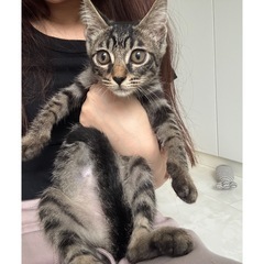 🐈‍⬛キジトラ ♀ 4ヶ月🩷