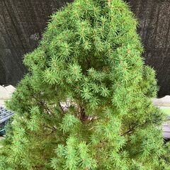 コニファー・アルバーティアナコニカの鉢植え（カナダトウヒの園芸品種です）の画像