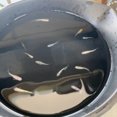 ミックスめだか３０匹くらい