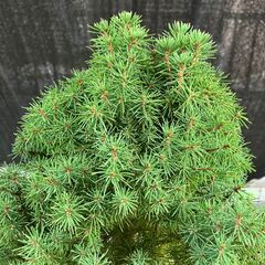 コニファー・アルバーティアナコニカの鉢植え（カナダトウヒの園芸品種です）の画像