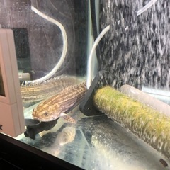ポリプテルスビキールラプラディ（熱帯魚）の画像