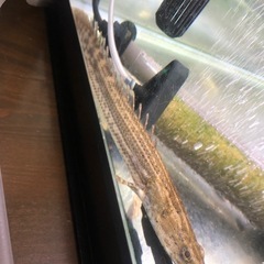ポリプテルスビキールラプラディ（熱帯魚）の画像