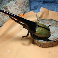 大型DHヘラクレスオオカブト3令初期幼虫ペア　164mmラインの画像
