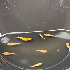 紅帝ラメ　10匹の画像