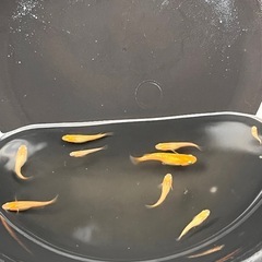 紅帝ラメ　10匹の画像