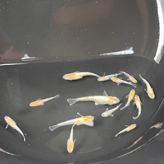 天照7匹の画像