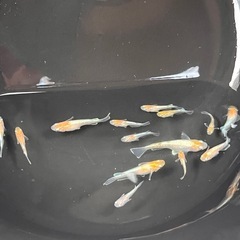 天照7匹の画像
