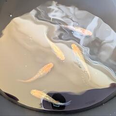 （決まりました）オーロラ黄ラメ　稚魚〜幼魚１０匹の画像