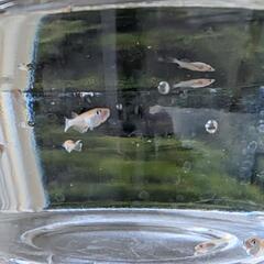 （決まりました）オーロラ黄ラメ　稚魚〜幼魚１０匹の画像