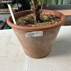 コニファー・ウィルソントウヒ鉢植えの画像