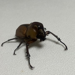 ゴロファクラビゲール　♂の画像