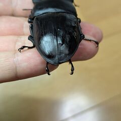 オオクワガタ能勢YG血統80㎜Ｂ新成虫♂単品③の画像
