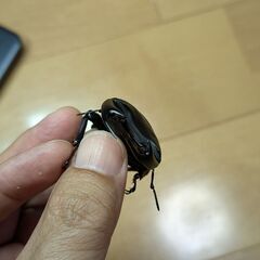 オオクワガタ能勢YG血統80㎜Ｂ新成虫♂単品③の画像