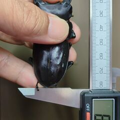 オオクワガタ能勢YG血統80㎜Ｂ新成虫♂単品③の画像