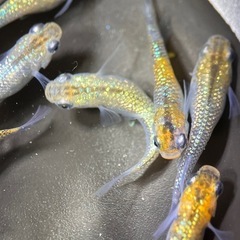 (伊勢宮メダカ) 大虹オス５匹メス５匹の画像