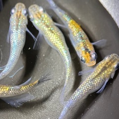 (伊勢宮メダカ) 大虹オス５匹メス５匹の画像