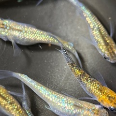 (伊勢宮メダカ) 大虹オス５匹メス５匹の画像