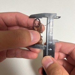 スズムラホソアカクワガタ ♂ ①の画像
