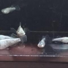 メダカ　ゴブリングロウボディ　両目アースアイの画像