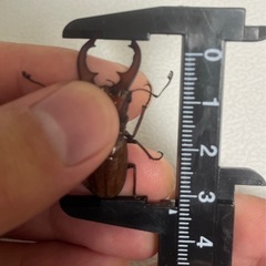 スズムラホソアカクワガタ ♂ ②の画像