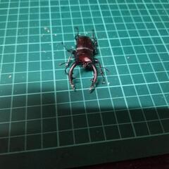 国産ノコギリクワガタ中オス単の画像