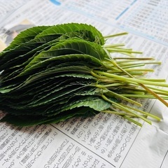 モロヘイヤ 茎付 おまけ付の画像