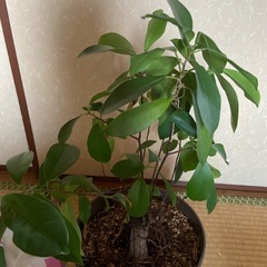 ガジュマル
の画像
