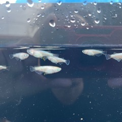 孫心めだか　鈴蘭まとめて15匹前後の画像