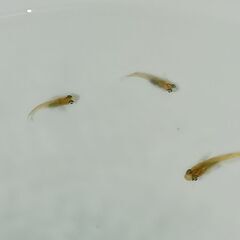メダカ　　　鳥城三色　　　今年生まれの画像
