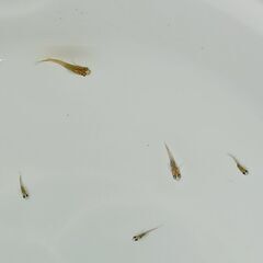 メダカ　　　鳥城三色　　　今年生まれの画像