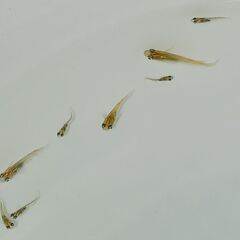 メダカ　　　鳥城三色　　　今年生まれの画像