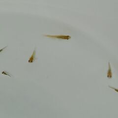 メダカ　　　鳥城三色　　　今年生まれの画像